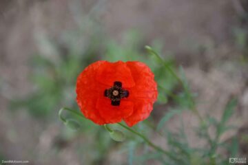 0026_94N_6674 | Anemone Flower | David Mohseni