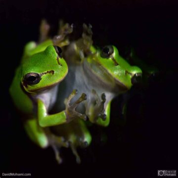 0115_815_6376 | tree frog | David Mohseni
